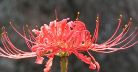 spider lily