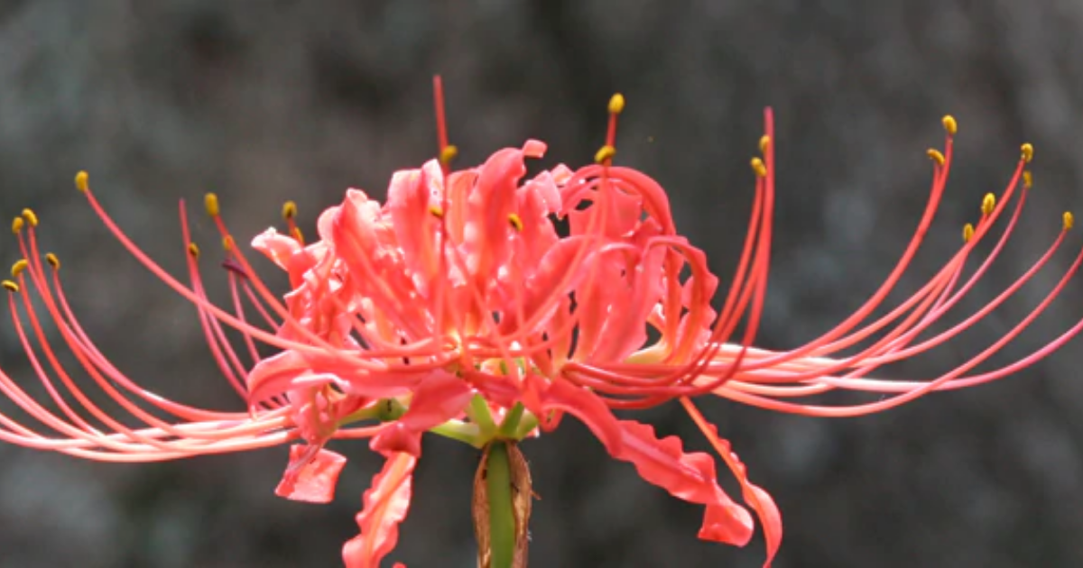 spider lily