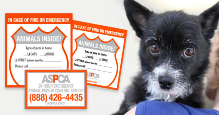 aspca pet safeut
