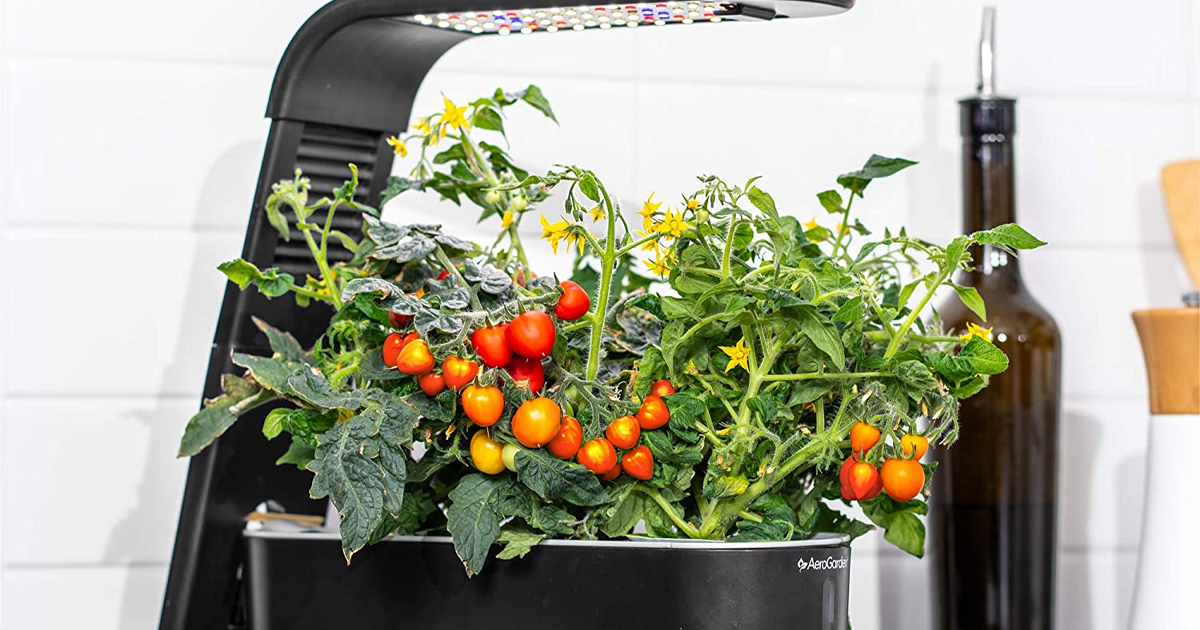 AeroGarden Black Sprout