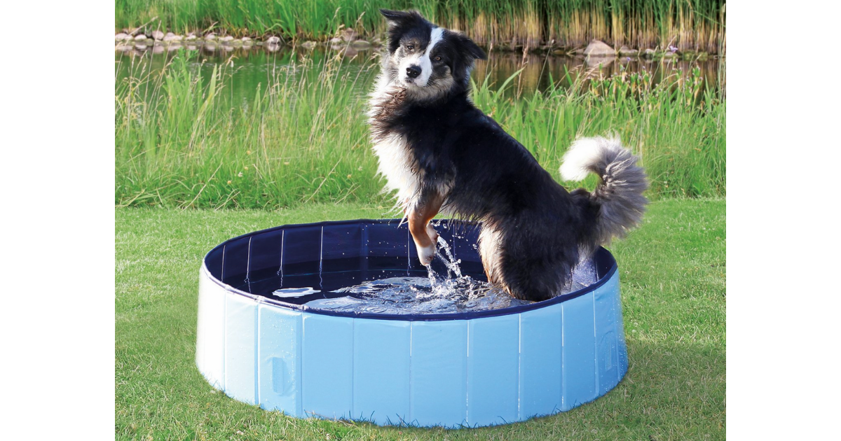 dog splash pool