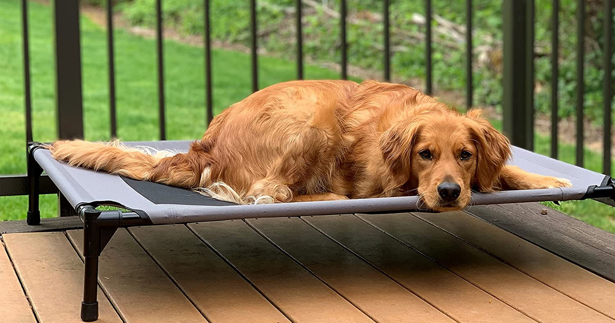 Raised dog bed
