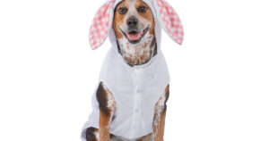 petsmart easter photos