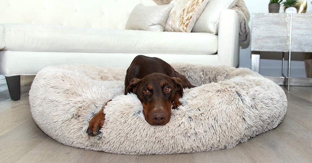 Chewy Dog Bed