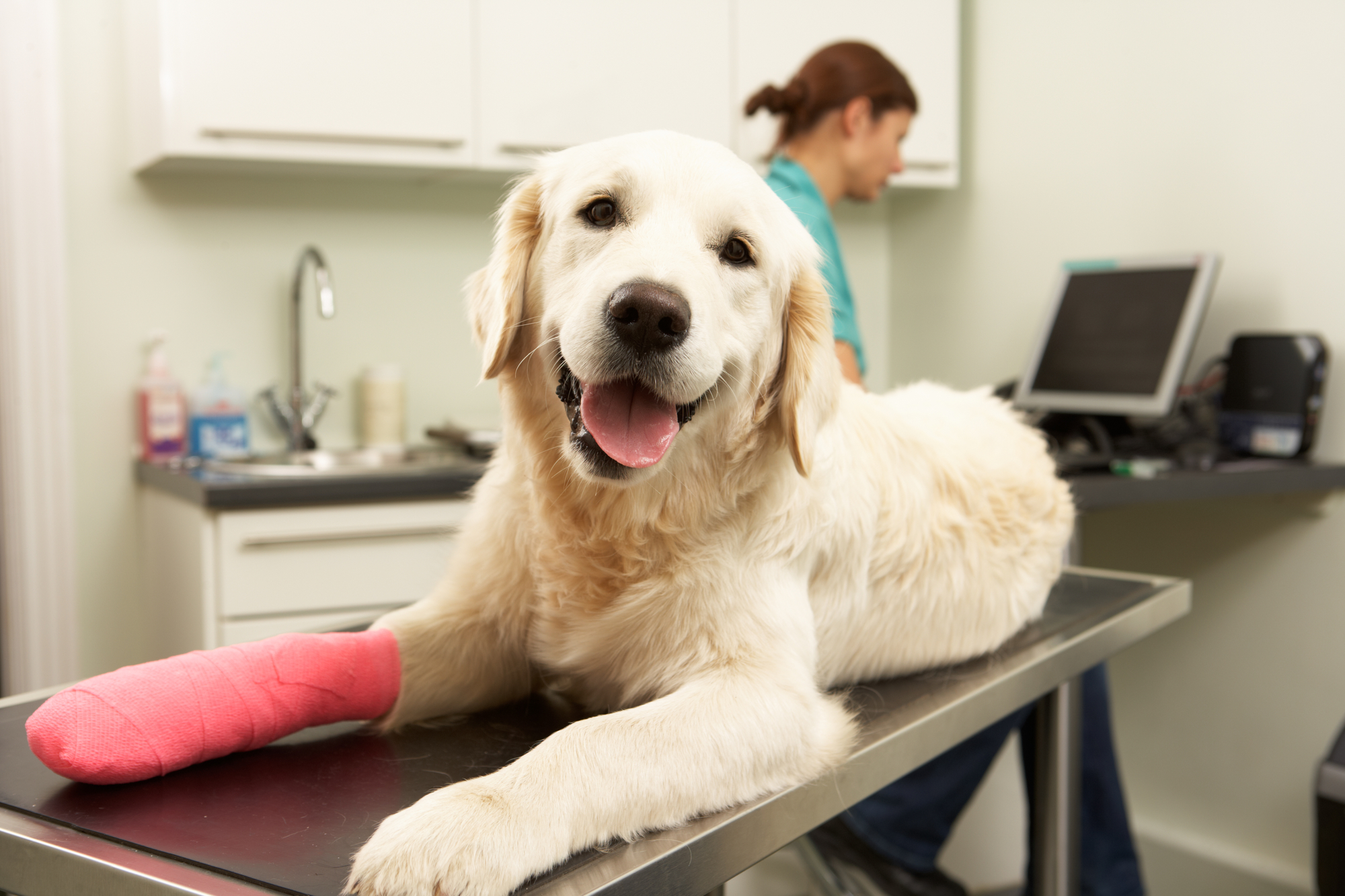 dog laying on a vet table with a pink cast on its leg