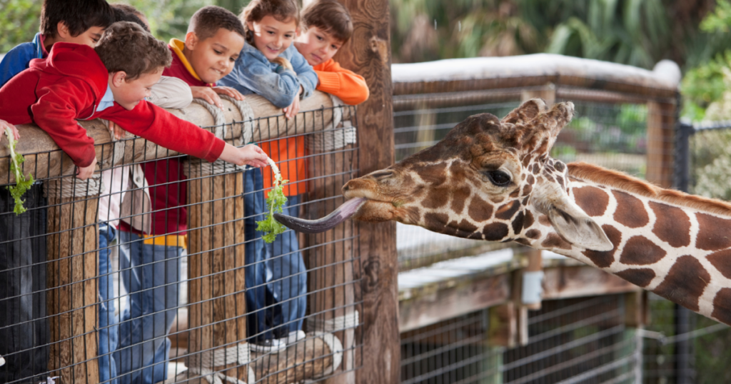 kids leaning on a railing and feeding a giraffe at the zoo