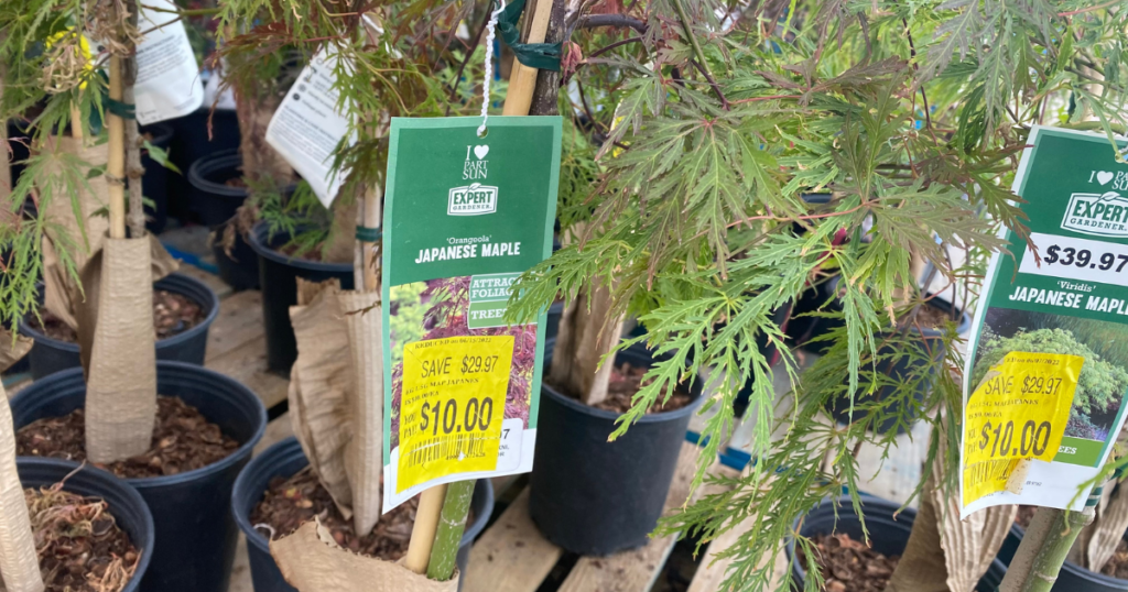 clearance outdoor plants walmart