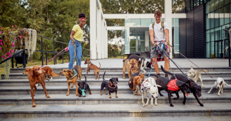 Pet Freebies - The Freebie Guy