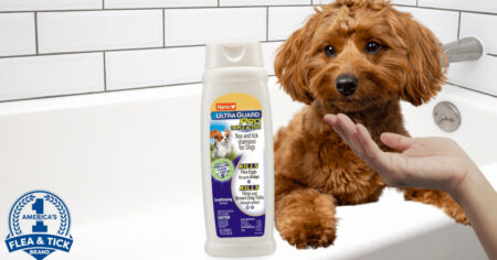 flea and tick shampoo