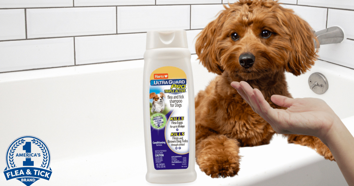 flea and tick shampoo