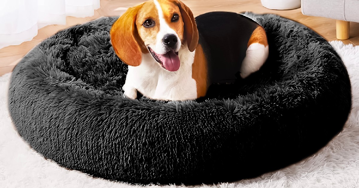 DOG BED