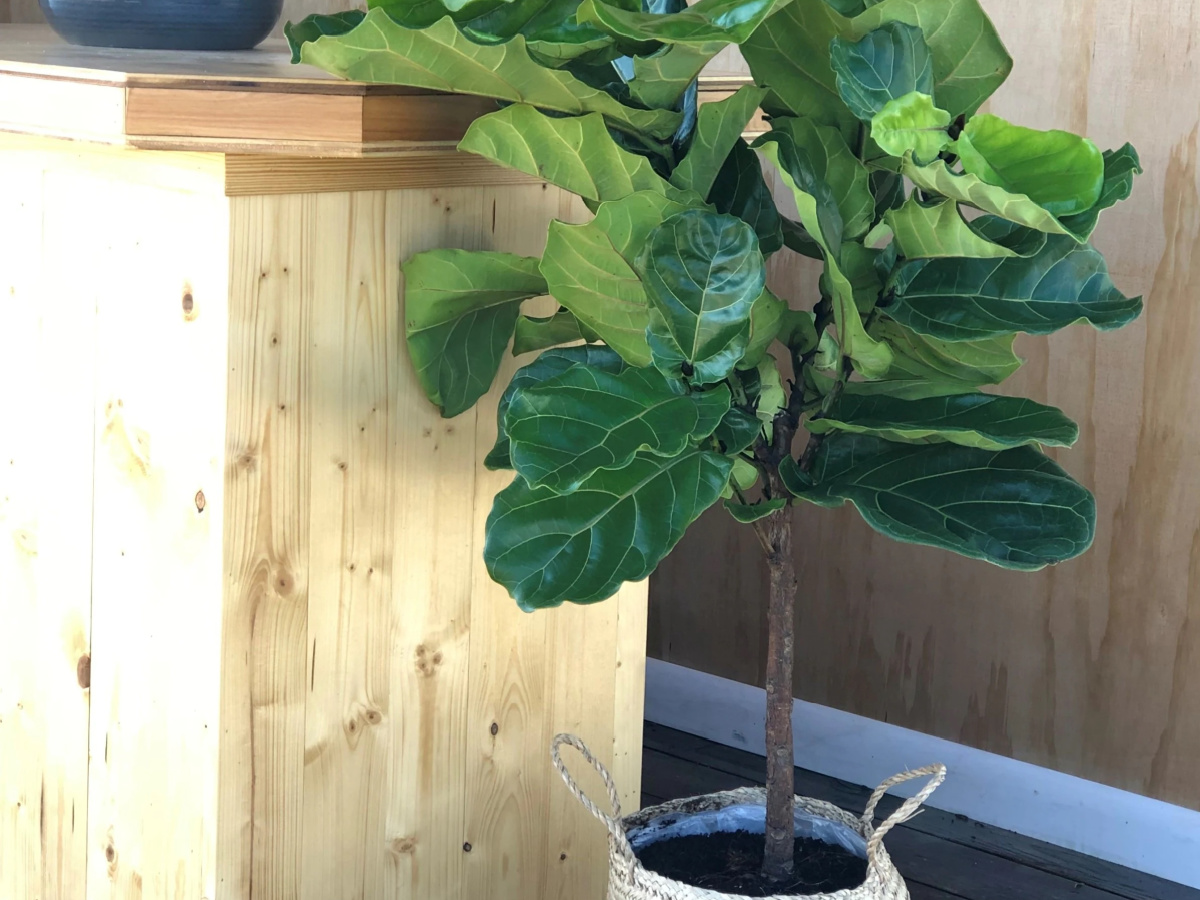 Fig Leaf Plant