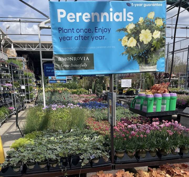Perennials at Lowe's
