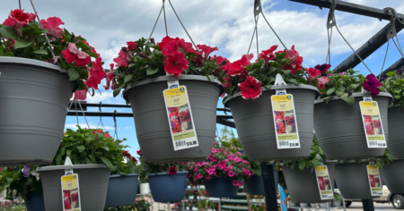 Lowes Hanging Plants