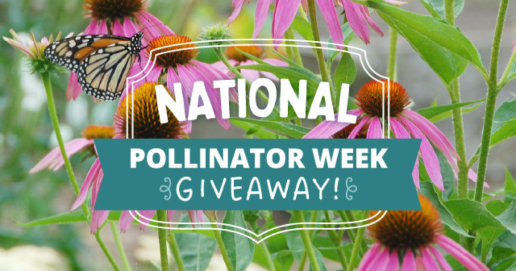 American Meadows National Pollinator Week Giveaway