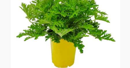 citronella
