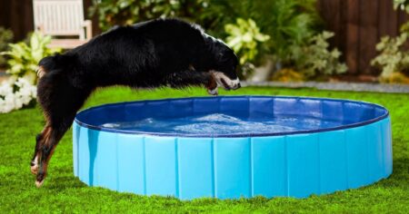 dog pool