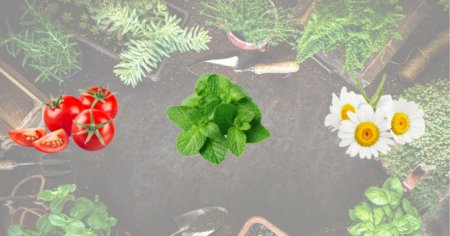 Add Free Seed Monthly Giveaway from LUSH DEWa heading