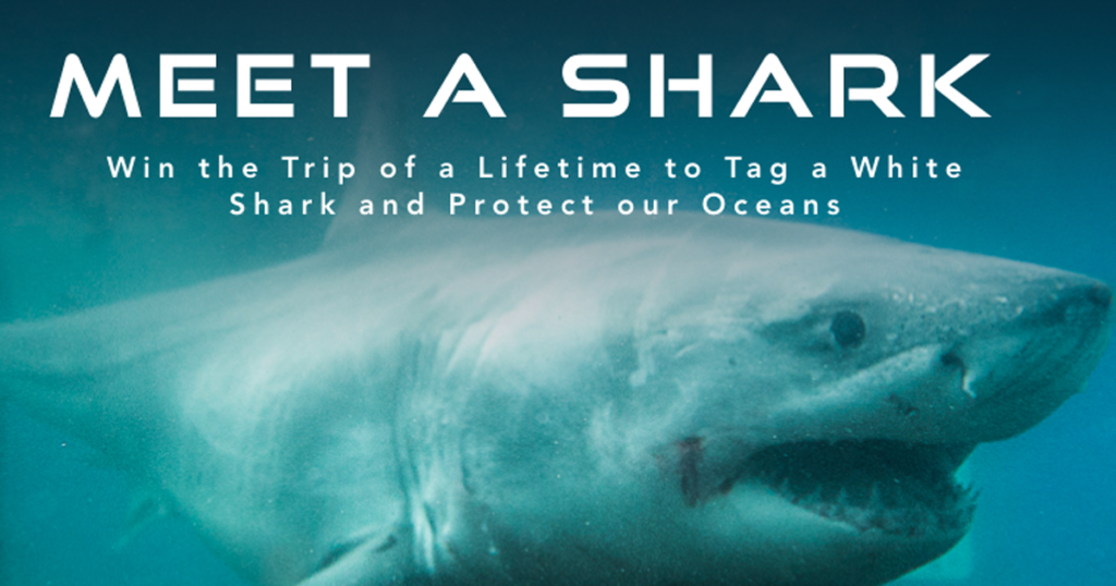 meet a shark