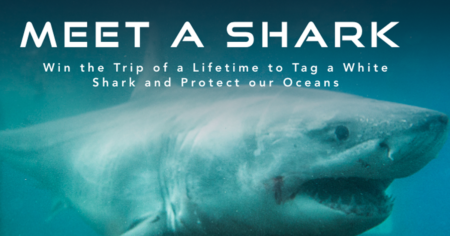 meet a shark