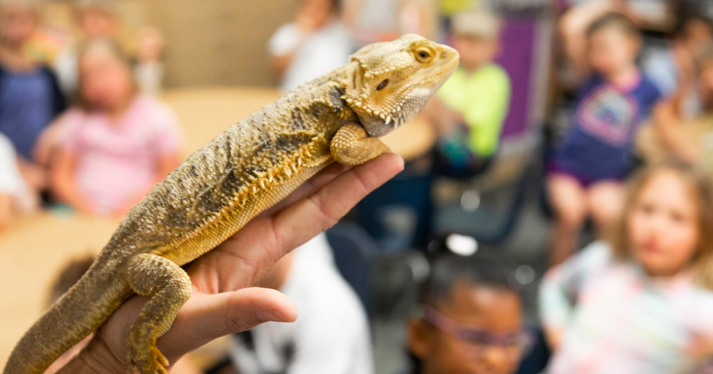 pets in the classroom pets in the classroom