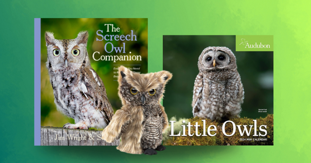little owls
