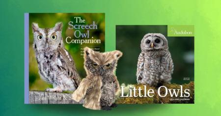 little owls
