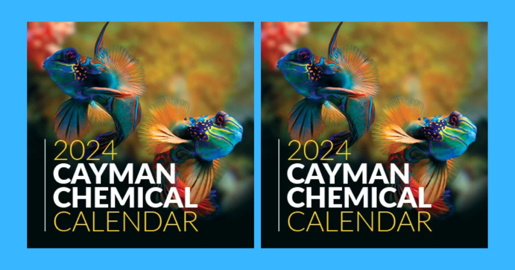 cayman calendar long