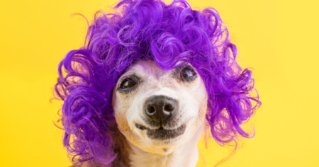 Wigs Days of Raquel Giveaway