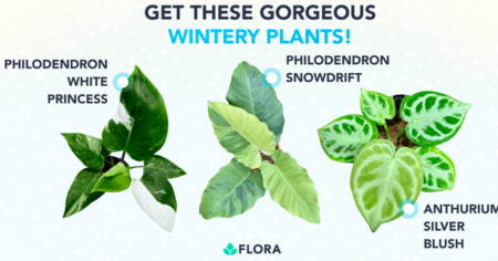 rare plants giveaway