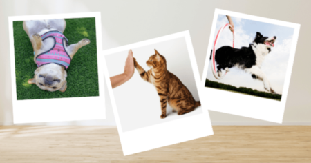 Apply to become a Hartz Ambassador