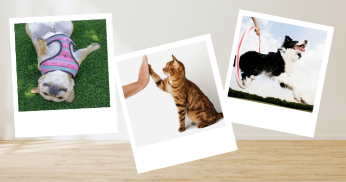 Apply to become a Hartz Ambassador