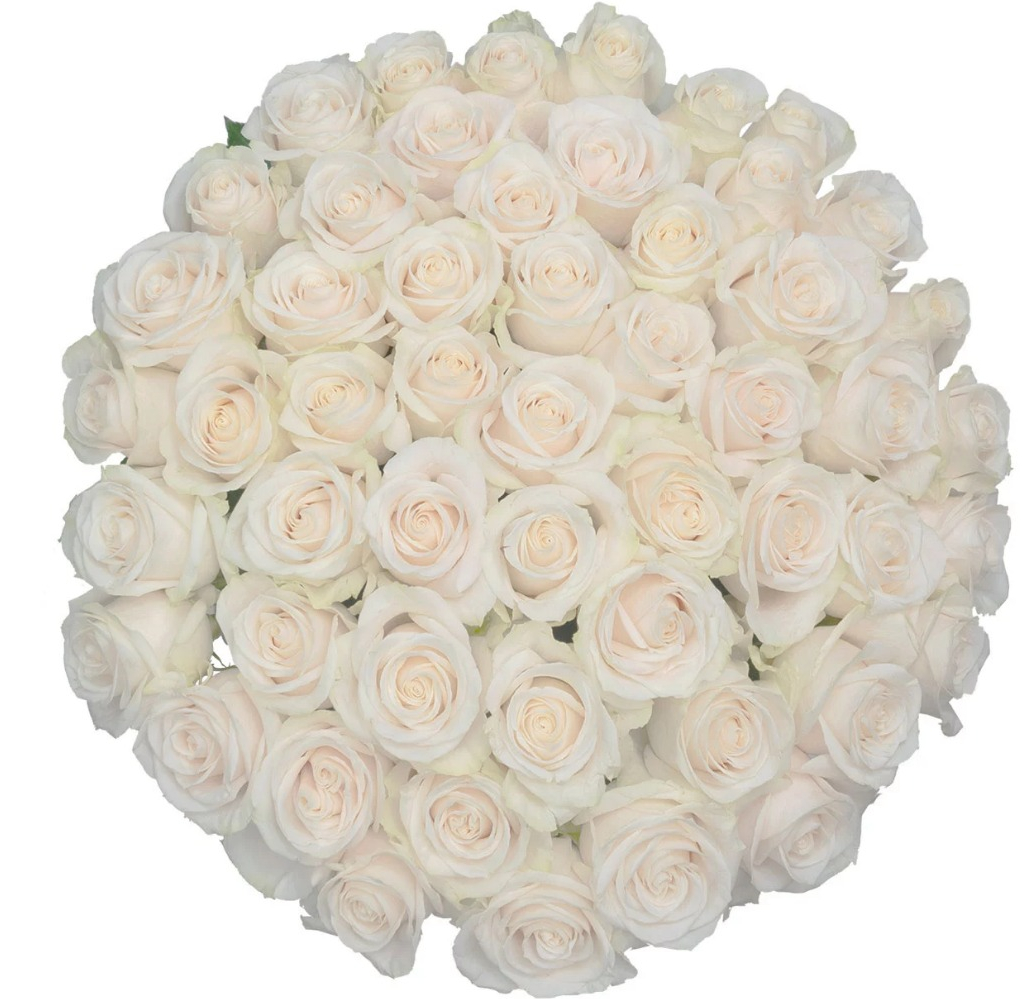 Members Mark Ecuadorian Premium Roses