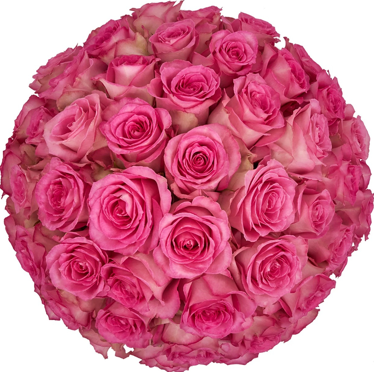 Members Mark Roses Count