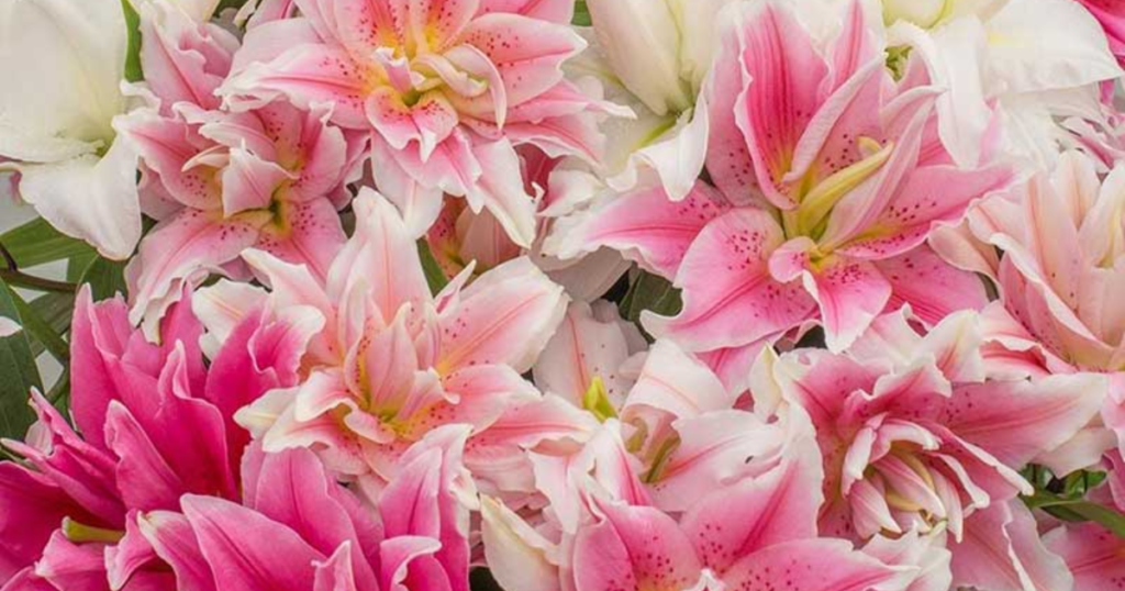 black gold year of the lily giveaway