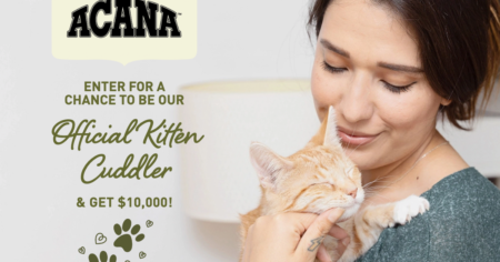 official kitten cuddler