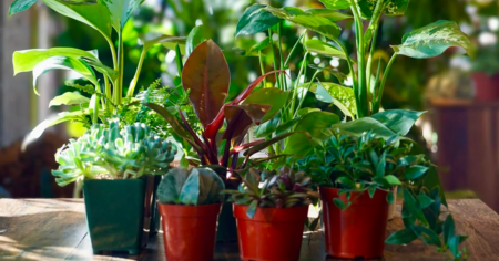 line of potted plants