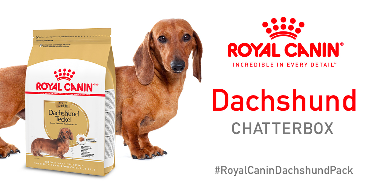 royal canin dachshund