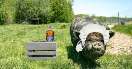 Uncle Ham s Piggy Payback Sweepstakes