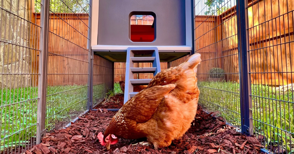 smart chicken coop