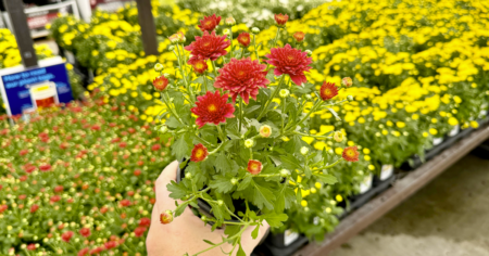 kendall lowes flowers