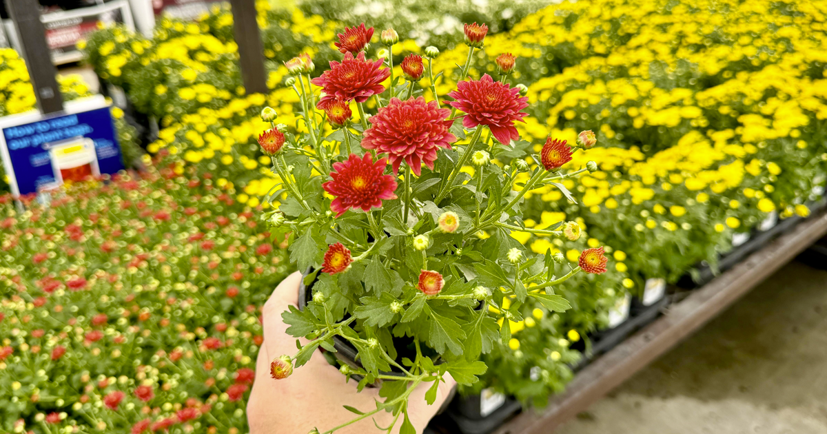 kendall lowes flowers