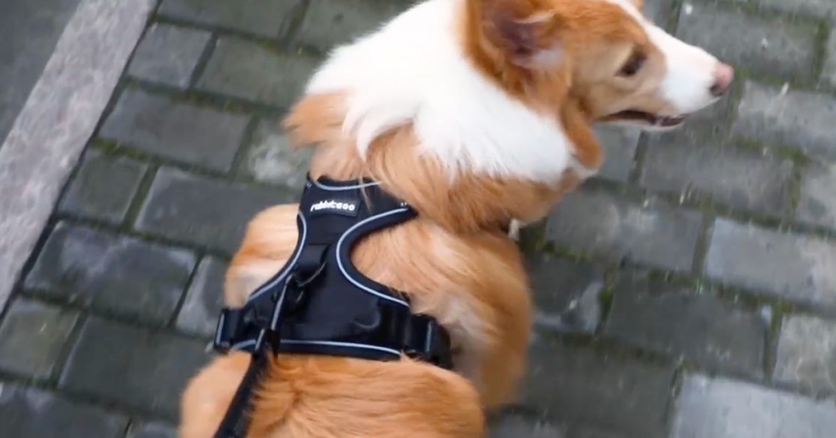 PET HARNESS