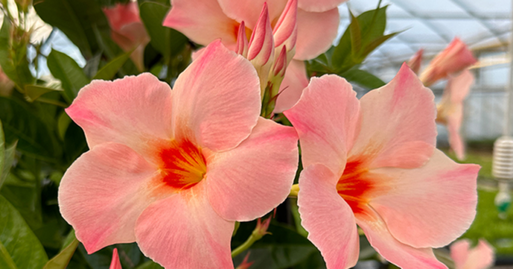 Sun Parasol Giant Peach Sunrise Mandevilla Garden Giveaway