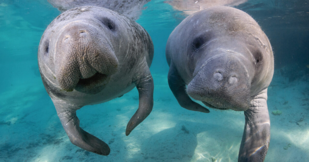 manatee experience