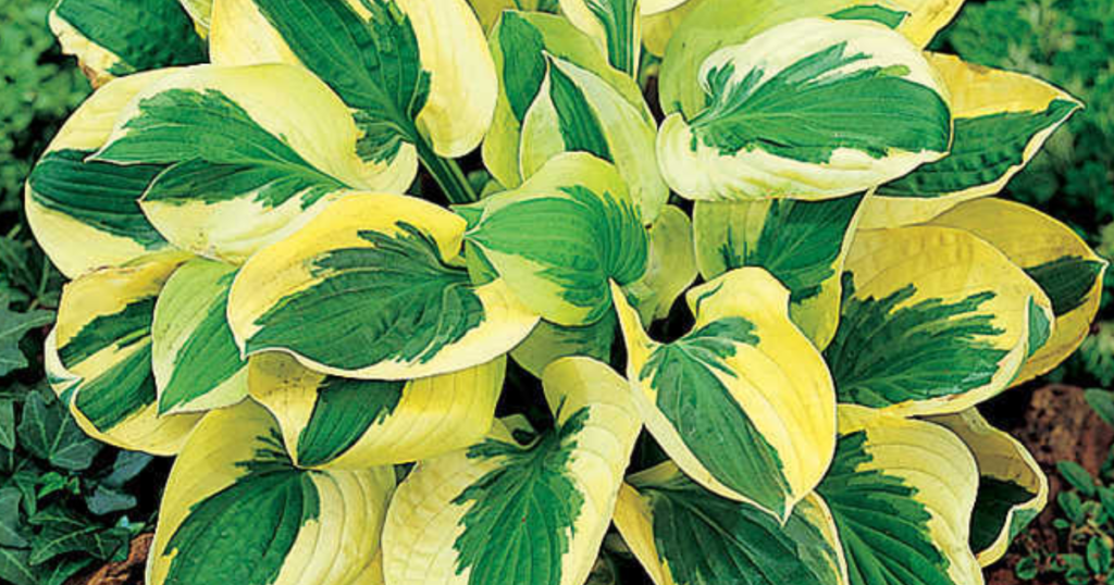 Year of the Hosta Giveaway