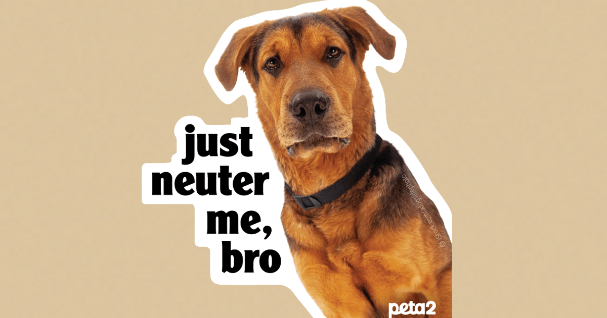 neuter me bro