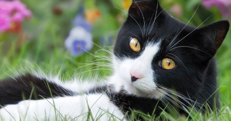 pet supplies plus cat