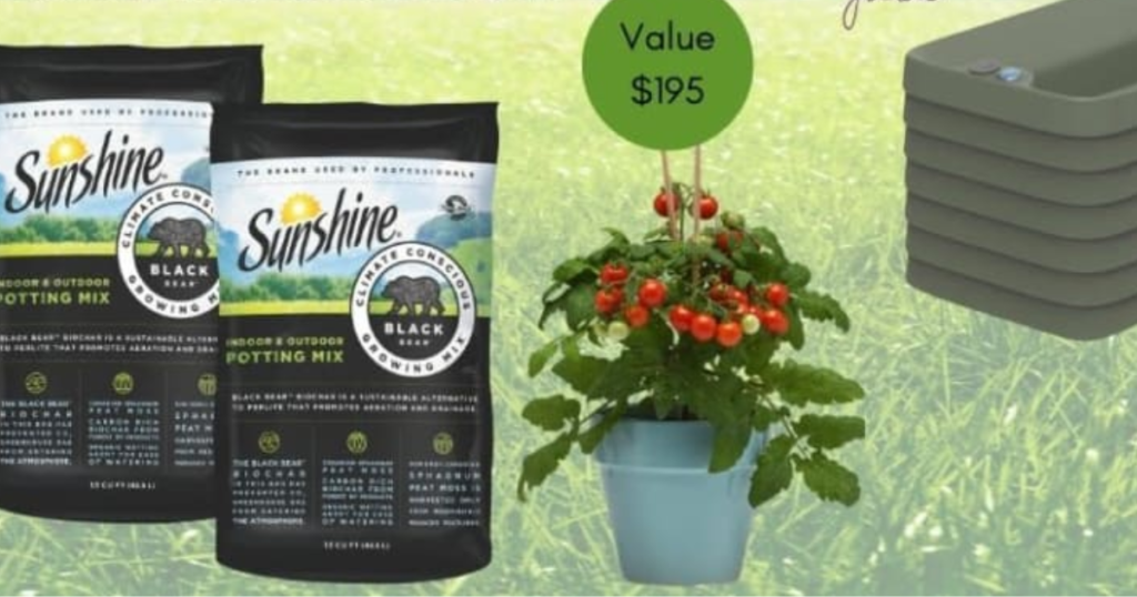 Sunshine Black Bear Climate Conscious August Giveaway