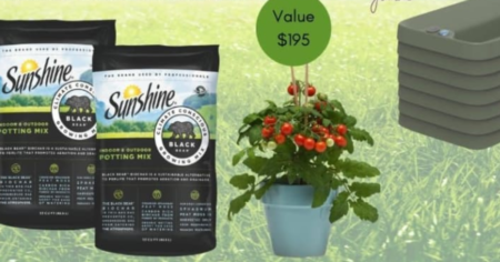 Sunshine Black Bear Climate Conscious August Giveaway